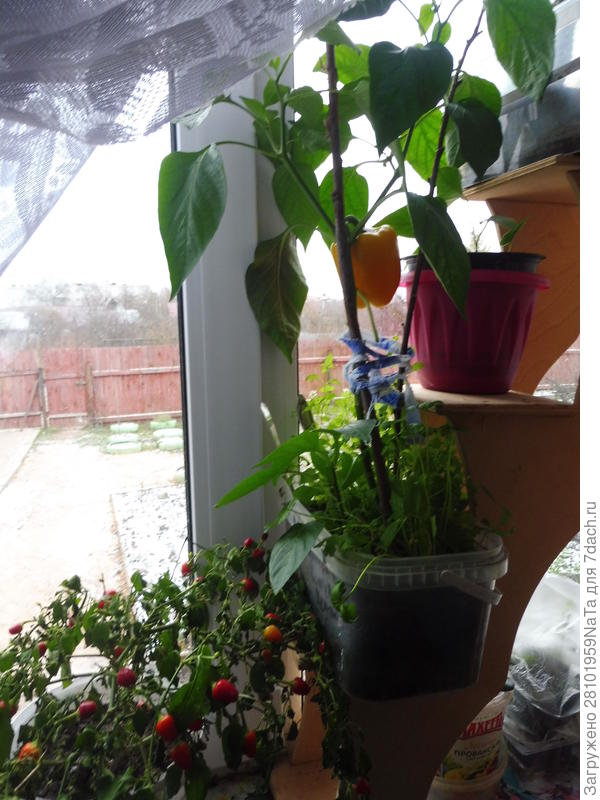 Перец на окне