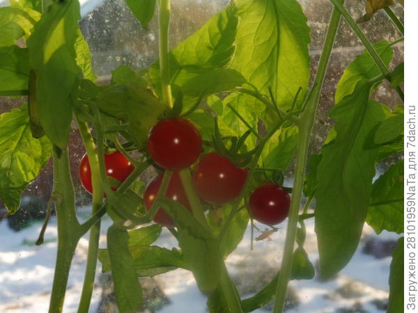 Томаты зимой