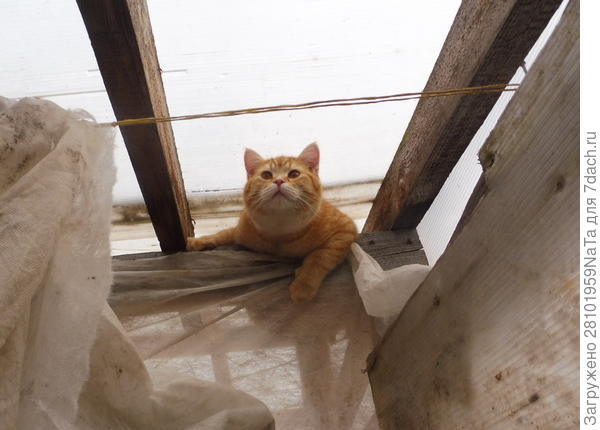 В теплице Кузя