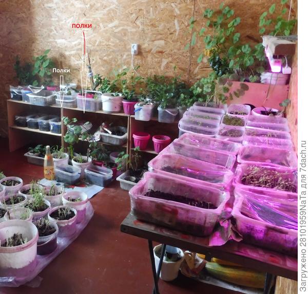 Полки под рассаду