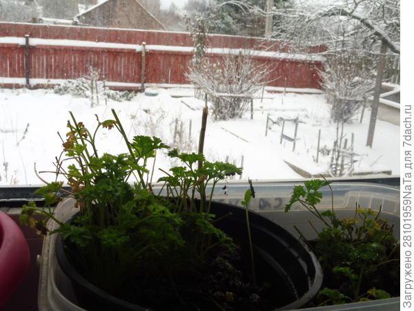 Зелень проращиваю