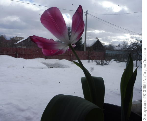 Тюльпан отцветает