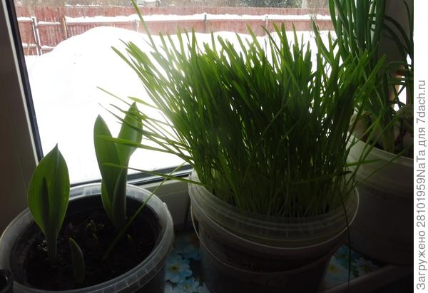 Тюльпаны в феврале