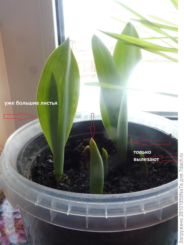 Всходят по-разному