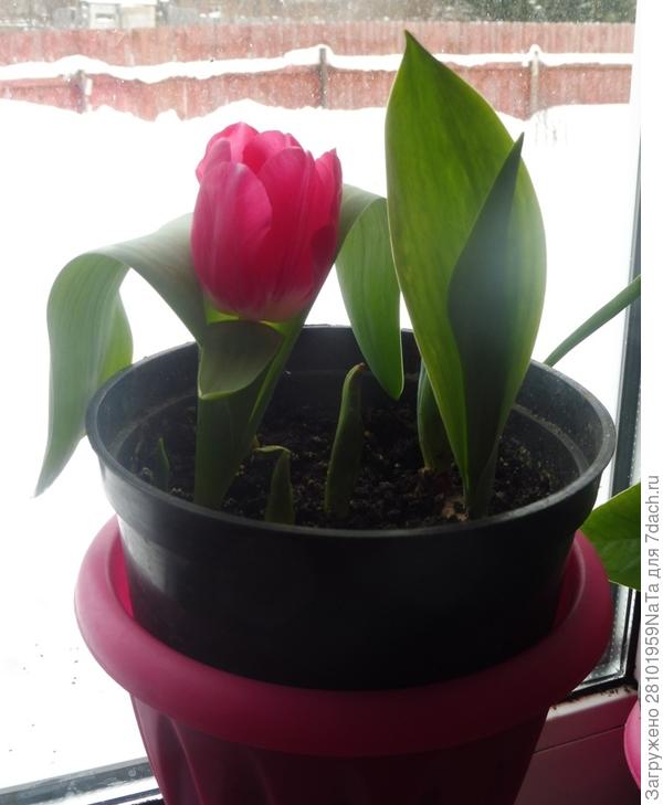 Тюльпан утром 23 февраля