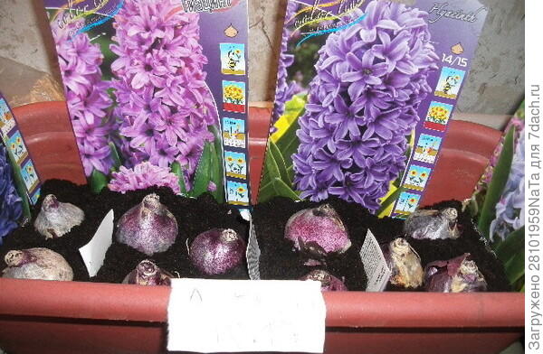 Выгонка гиацинтов