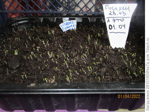 Быстро проросли семена