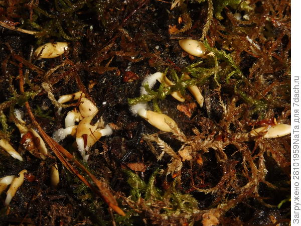 Семена огурцов, обработанные водой с хреном