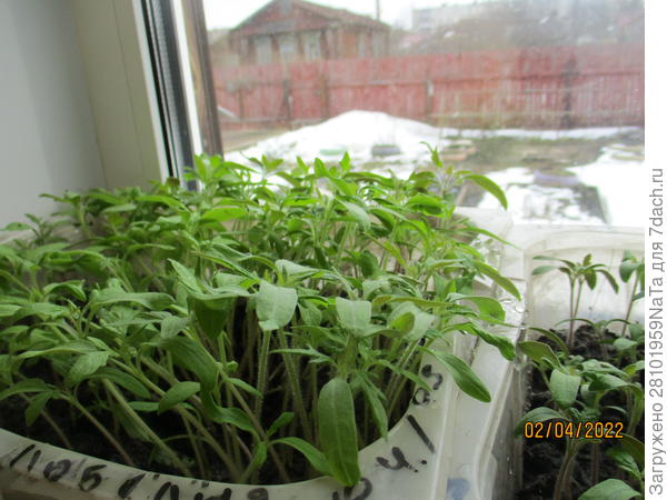 Томаты - семена были замочены в настое из сушеных грибов, проросли все