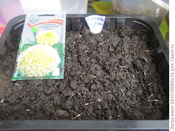 Посев семян