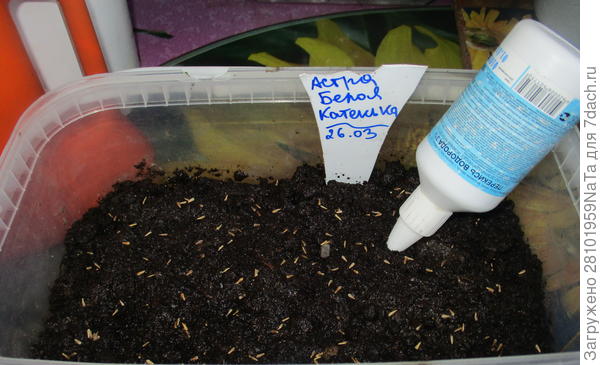 Семена с перекисью водорода