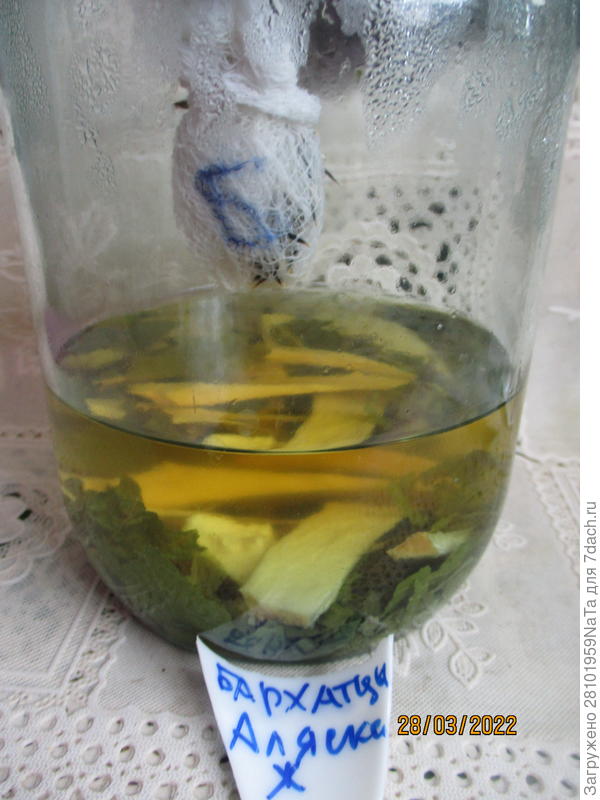 Замачивание бархатцев