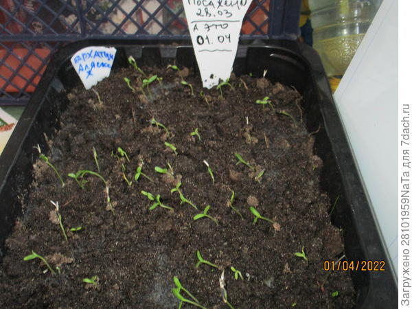 Бархатцы проросли