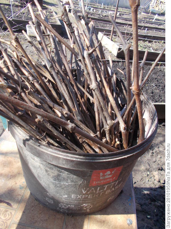 Черенки нарезала в апреле