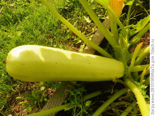 кабачки в сентябре