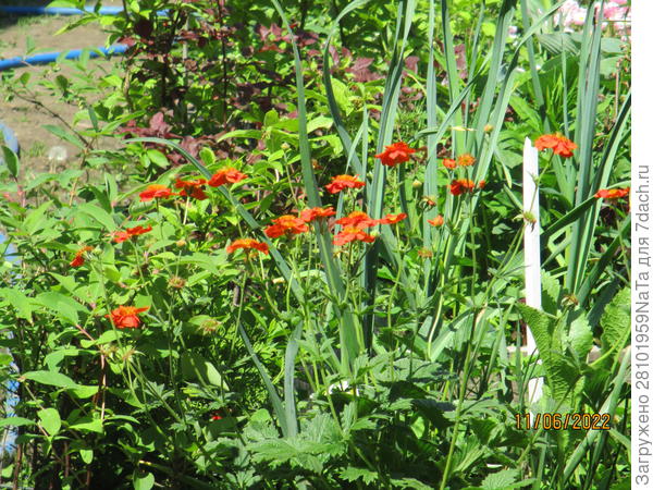 чеснок с цветами растет