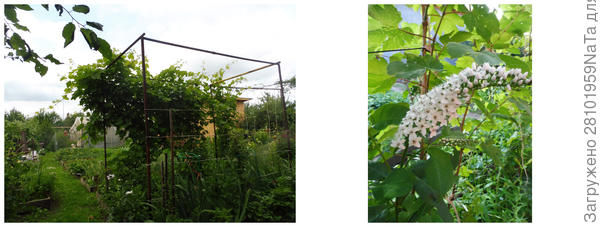 цветы растут с виноградом