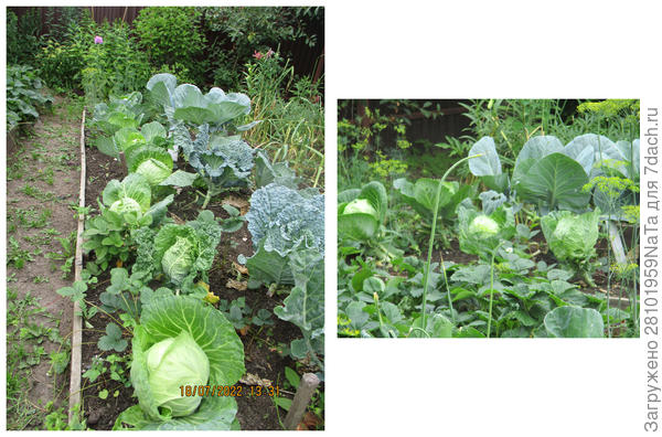Капуста и молодая клубника