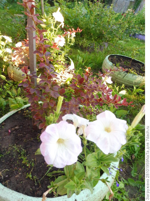 петуния и барбарис
