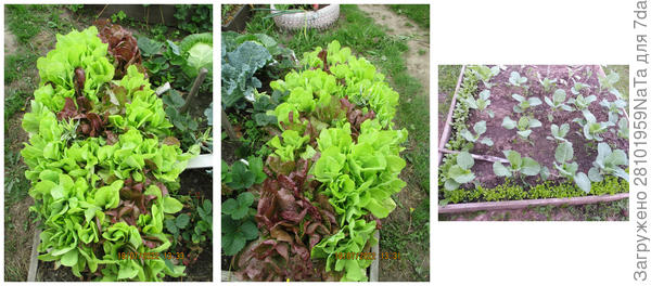 салат и капуста