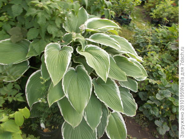 хоста и земляника