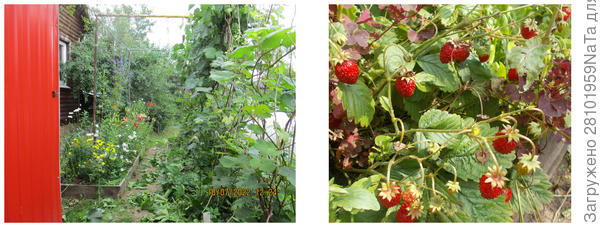 земляника с виноградом