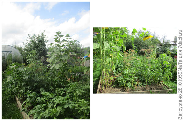 подсолнухи и картошка