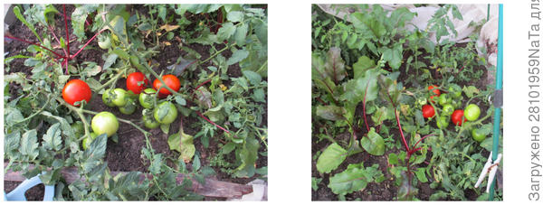 свекла и томаты в ОГ