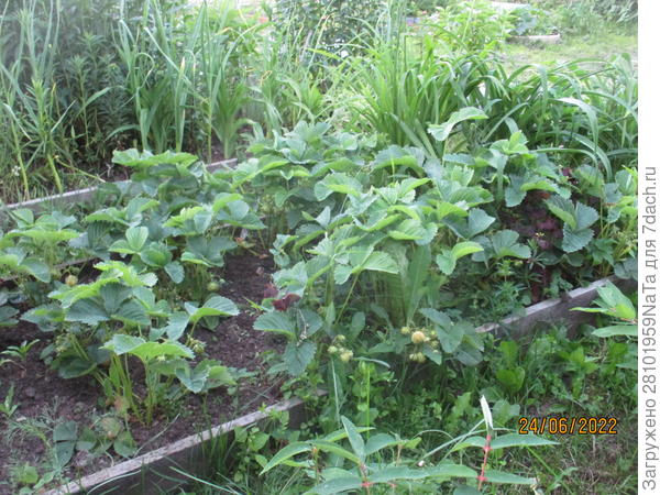 клубника и лилейники