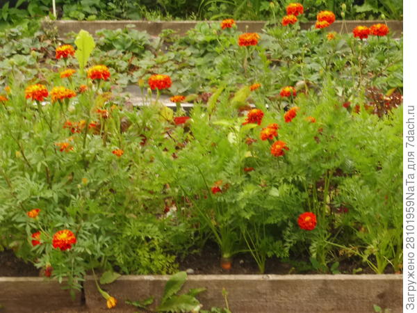 бархатцы и морковь