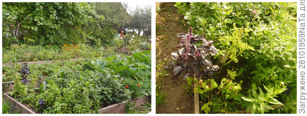 базилик с хризантемами