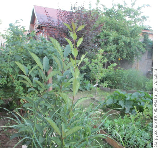 чеснок и сирень