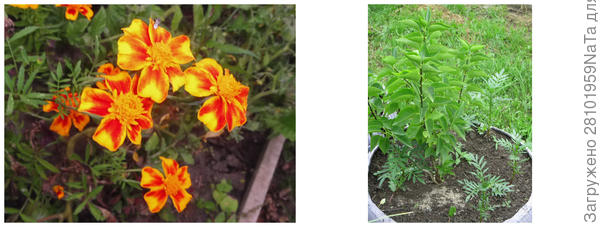 бархатцы и мини сирень