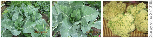 цветная капуста в клубнике