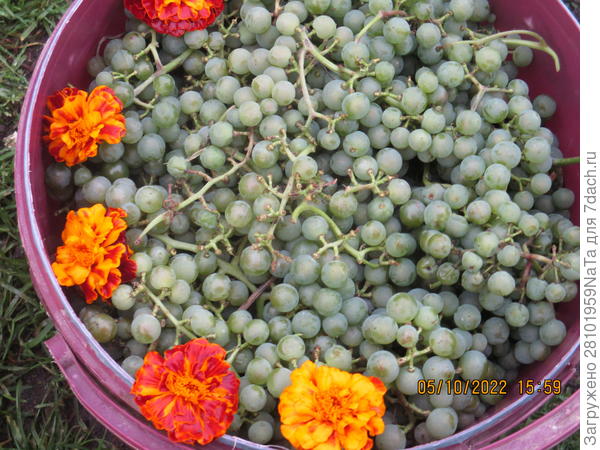 виноград