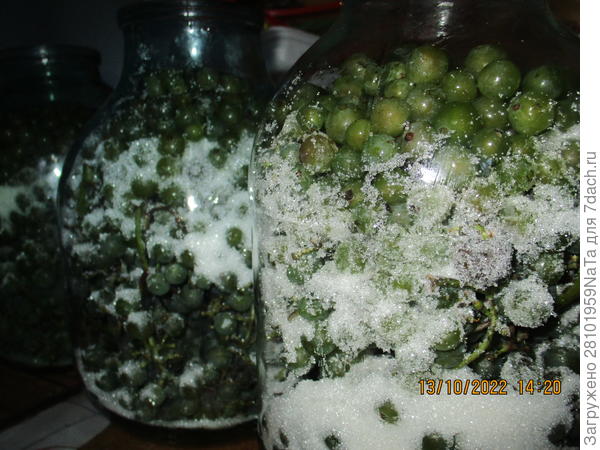 виноград -вино