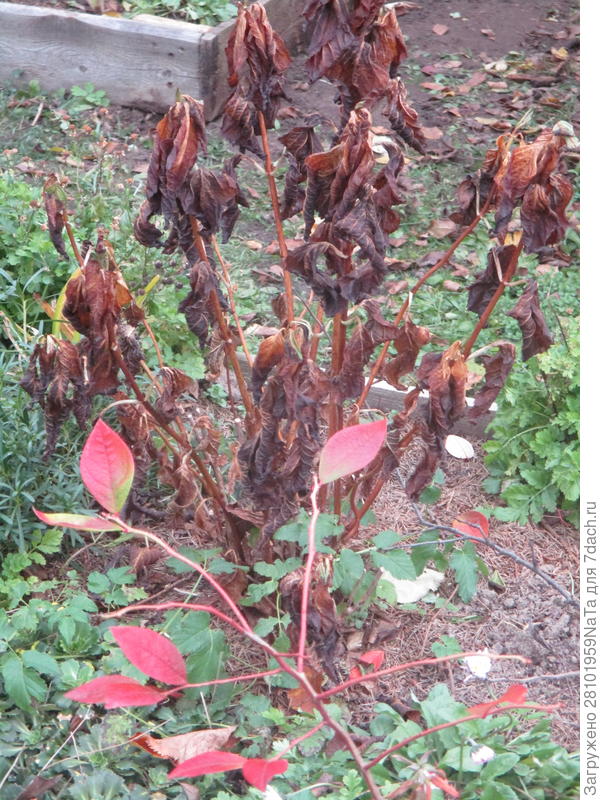 это вот 27 октября гортензия вот такая