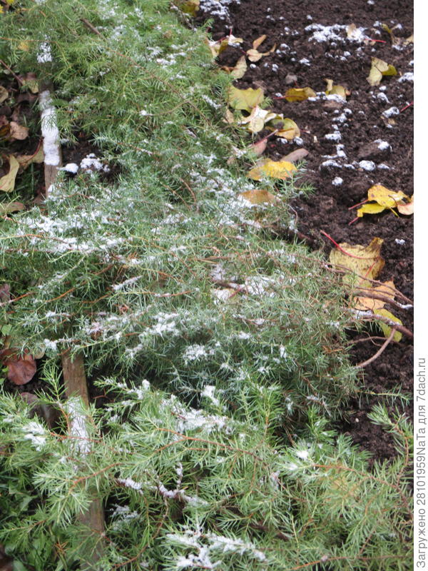 Прикопка можжевельника