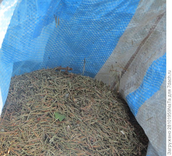 Хвойные иголки