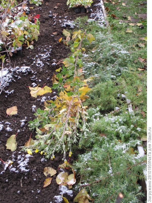 Можжевельник прикрыла ветками многолетних цветов