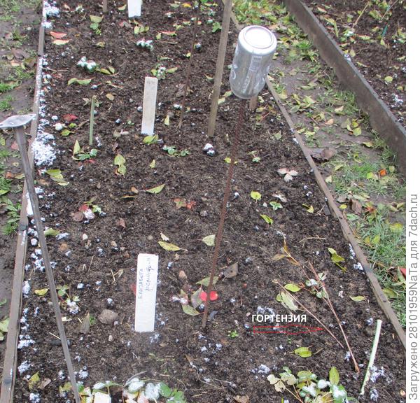 Гортензия прикопана на клубничной грядке