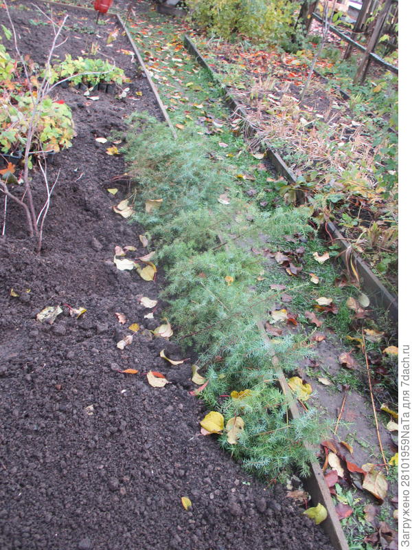 Можжевельник прикопан