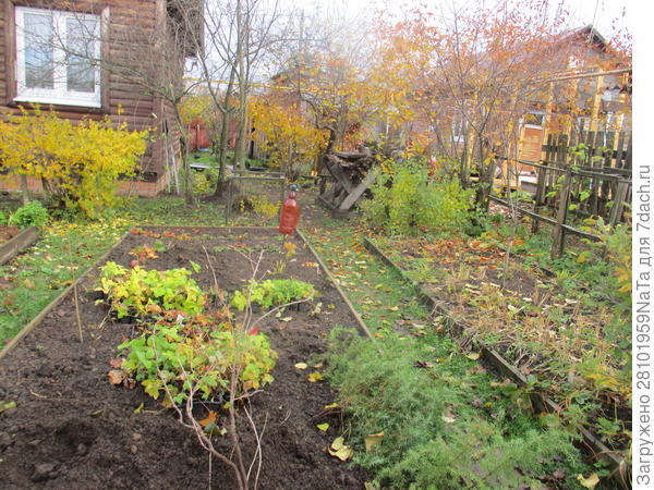 Прикопанные кусты