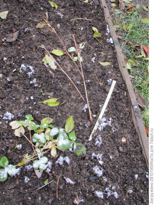 Прикопанная гортензия