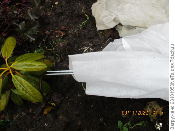 Укрытие для рододендрона