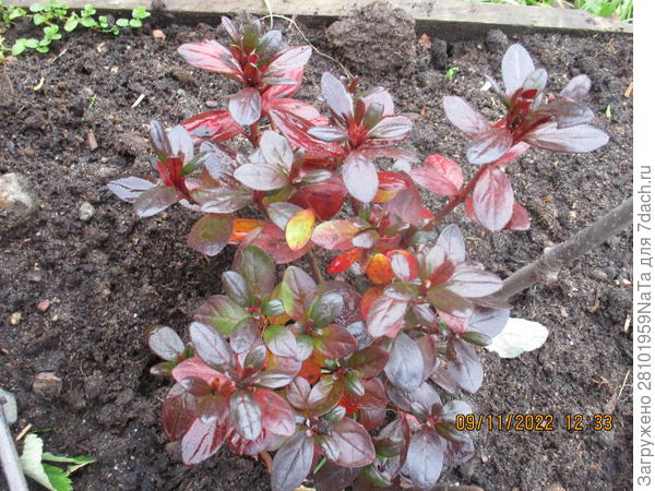Под зиму листья становятся у азалии темными