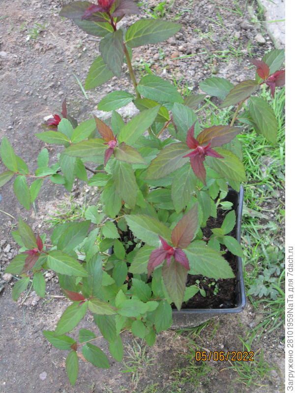 Мини-спирея