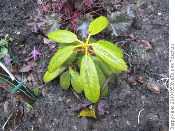 Рододендрон