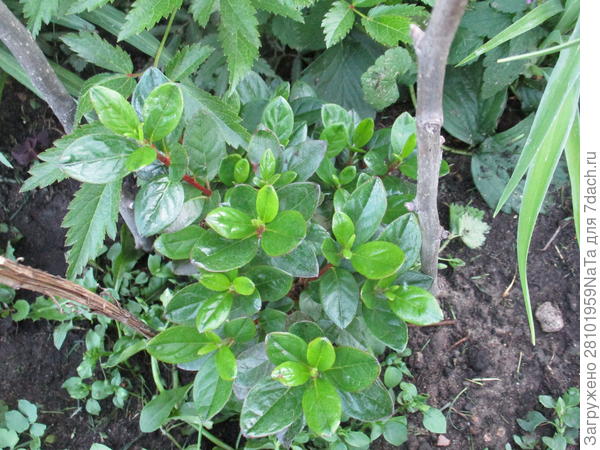 Летом зеленые листья у азалии