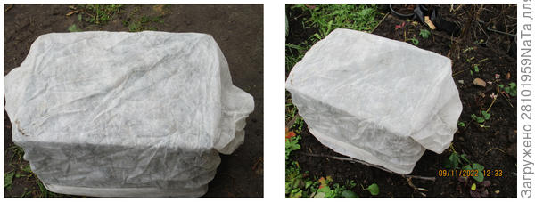 Укрыла азалию